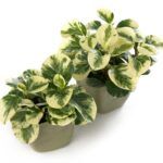 Пеперомия Green Gold от Завода ФЛОРА