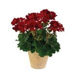 Пеларгония зональная Dеер Burgundy от Завода ФЛОРА