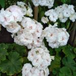 Пеларгония зональная PAC Viva Madeleine от Завода ФЛОРА