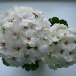 Пеларгония зональная PAC Viva Madeleine от Завода ФЛОРА