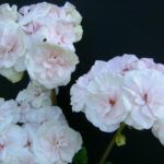 Пеларгония зональная PAC Viva Madeleine от Завода ФЛОРА