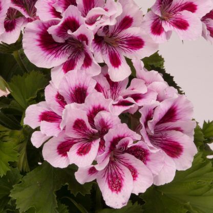 Пеларгония королевская Regalia Lilac (0,1л)