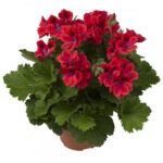 Пеларгония королевская Wien от Завода ФЛОРА