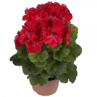Пеларгония королевская Elegance Rosanna (0,1л)