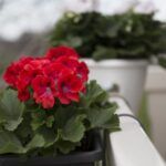 Пеларгония королевская Elegance Rosanna от Завода ФЛОРА