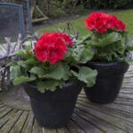 Пеларгония королевская Elegance Rosanna - фото 1 от Завода ФЛОРА