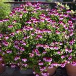 Пеларгония Королевская Angel Tip Top Duet - фото 2 от Завода ФЛОРА