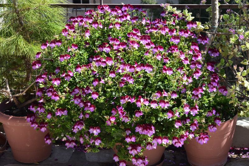 Пеларгония Королевская Angel Tip Top Duet - фото 2 от Завода ФЛОРА