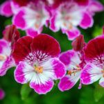 Пеларгония Королевская Angel Tip Top Duet - фото 1 от Завода ФЛОРА