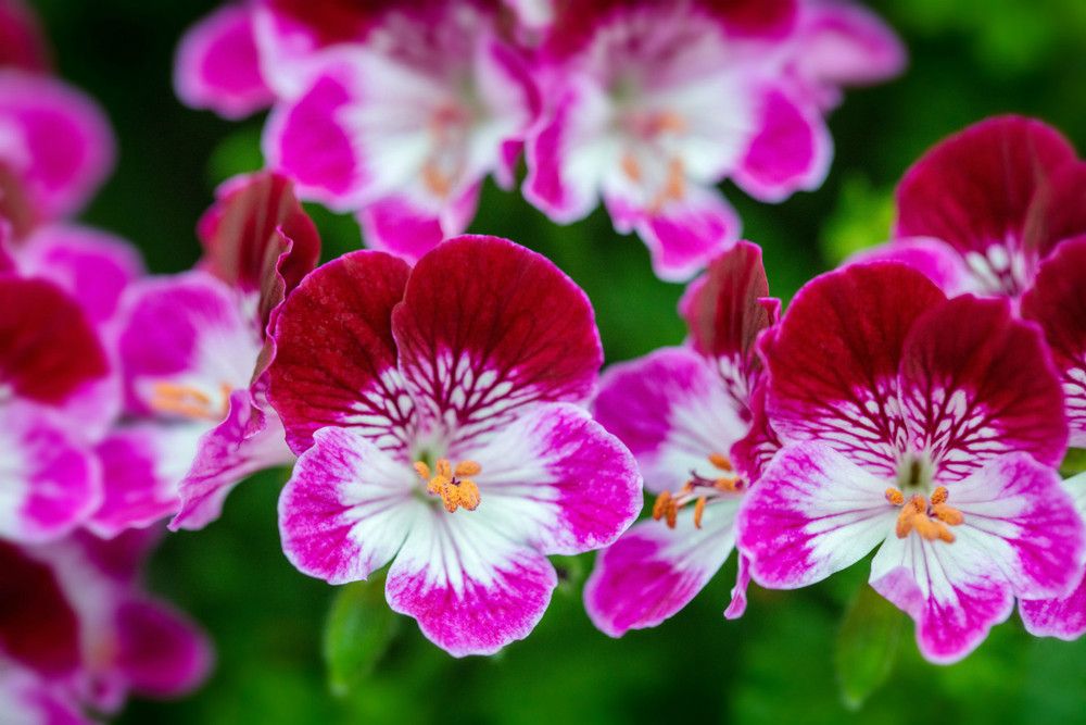 Пеларгония Королевская Angel Tip Top Duet - фото 1 от Завода ФЛОРА