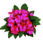 Бальзамин новогвинейский Paradise Fancy от Завода ФЛОРА