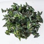 Каллизия ладьевидная от Завода ФЛОРА