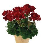 Пеларгония зональная Castello Dark Red от Завода ФЛОРА