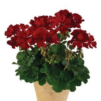 Пеларгония зональная Castello Dark Red (Belmonte Nnight) (0,1л)