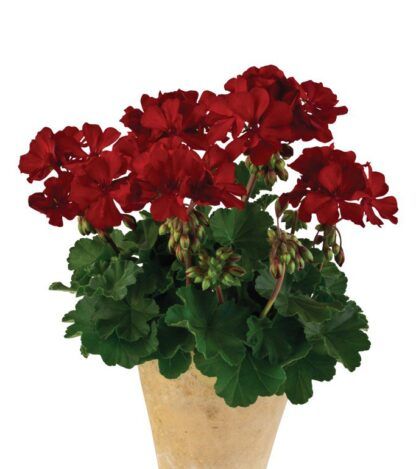 Пеларгония зональная Castello Dark Red (Belmonte Nnight) (0,1л)