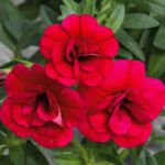 Калибрахоа Calita Double Red от Завода ФЛОРА