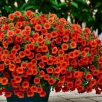 Калибрахоа Noa Papaya от Завода ФЛОРА