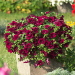 Петуния Surfinia Classic Burgundy от Завода ФЛОРА