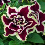 Петуния Tumbelina Superstar от Завода ФЛОРА