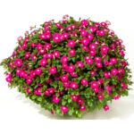 Петуния Blanket Rose от Завода ФЛОРА