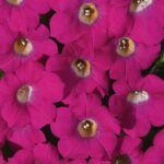 Петуния BLANKET ROSE от Завода ФЛОРА