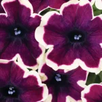 Петуния Go!Tunia French Kiss от Завода ФЛОРА