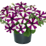 Петуния Go!Tunia Burgundy Star от Завода ФЛОРА