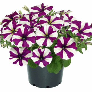 Петуния Go!Tunia Burgundy Star от Завода ФЛОРА