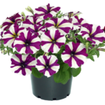 Петуния Go!Tunia Burgundy Star от Завода ФЛОРА