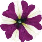 Петуния Go!Tunia Burgundy Star - фото 1 от Завода ФЛОРА