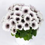 Петуния Crazytunia Black and White от Завода ФЛОРА