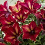 Петуния Crazytunia Mandaville - фото 1 от Завода ФЛОРА