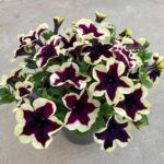 Петуния Crazytunia French Kiss от Завода ФЛОРА