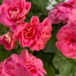 Пеларгония плющелистная PAC Pink Sybil от Завода ФЛОРА