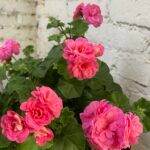 Пеларгония плющелистная PAC Pink Sybil - фото 1 от Завода ФЛОРА