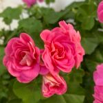 Пеларгония плющелистная PAC Pink Sybil - фото 3 от Завода ФЛОРА