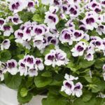 Пеларгония Королевская Ангел Mosquitaway Lizzy - фото 1 от Завода ФЛОРА