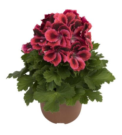 Пеларгония Королевская Elegance Kate (0,1л.) — изображение 2