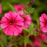 Петуния VISTA PARADISE от Завода ФЛОРА