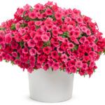 Петуния VISTA PARADISE от Завода ФЛОРА