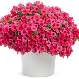 Петуния VISTA PARADISE от Завода ФЛОРА