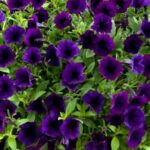 Петуния MINI VISTA VIOLET от Завода ФЛОРА