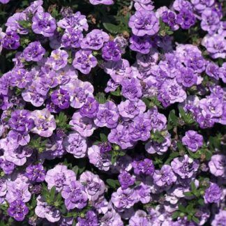 Калибрахоа Гибридная MiniFamous Neo Double Loopy Lavender от Завода ФЛОРА