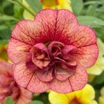 КАЛИБРАХОА CALITA DOUBLE RED VEIN от Завода ФЛОРА