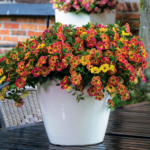 Калибрахоа CHAMELEON SUNSHINE BERRY от Завода ФЛОРА