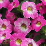 Калибрахоа Chameleon Starlet Pink от Завода ФЛОРА