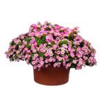 Калибрахоа Chameleon Starlet Pink - фото 1 от Завода ФЛОРА