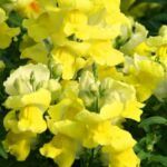 Антирринум  Twinny Yellow Shades от Завода ФЛОРА