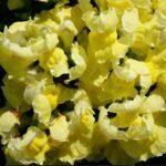 Антирринум  Twinny Yellow Shades - фото 1 от Завода ФЛОРА