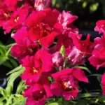 Антирринум  Twinny  Violet от Завода ФЛОРА